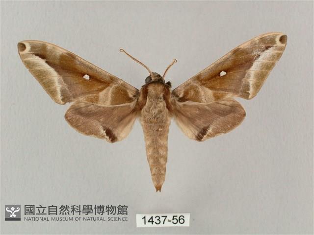 白點天蛾 藏品圖，第1張