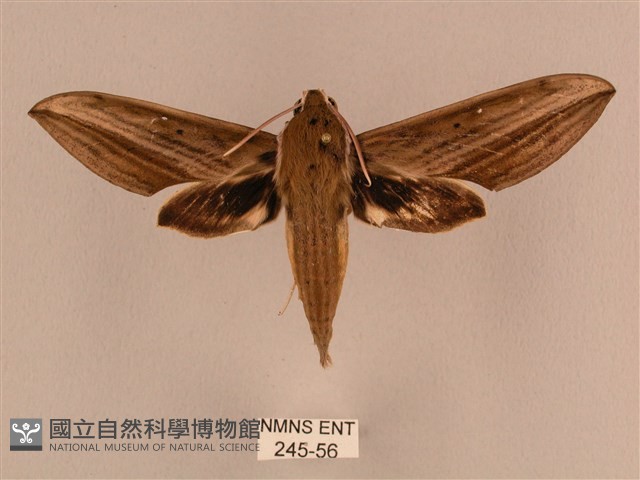 背線天蛾藏品圖，第1張