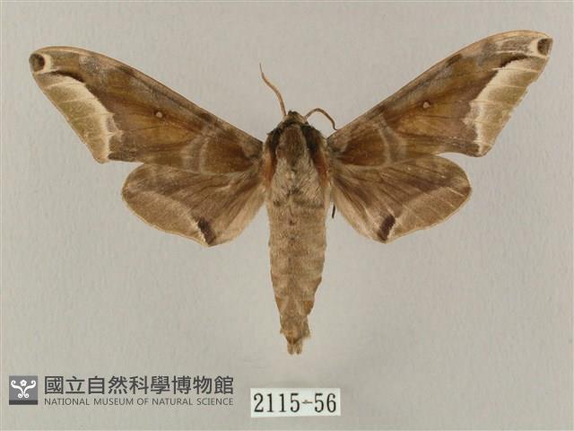 白點天蛾 藏品圖，第1張