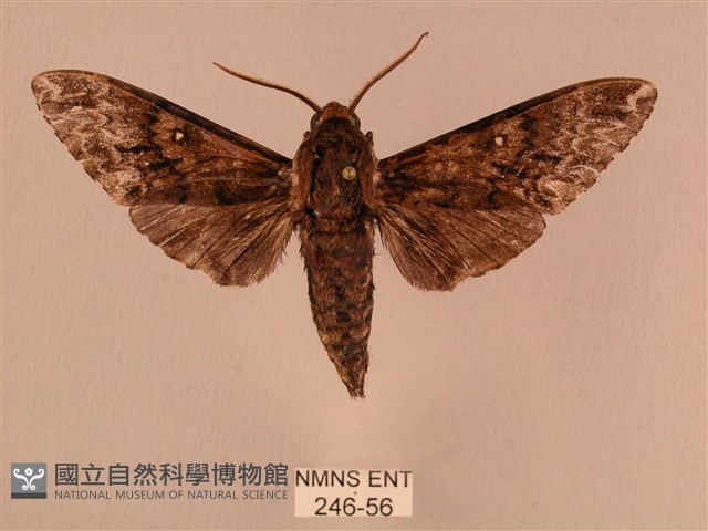 白星天蛾藏品圖，第1張