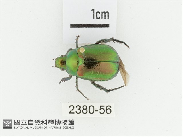 艷金龜藏品圖，第1張