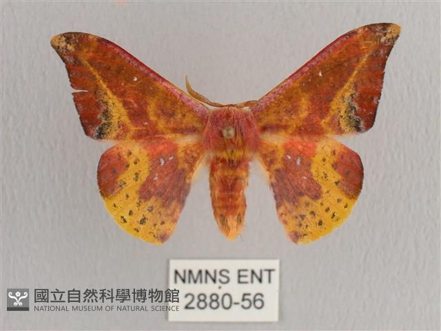 鉛斑帶鉤蛾藏品圖，第1張