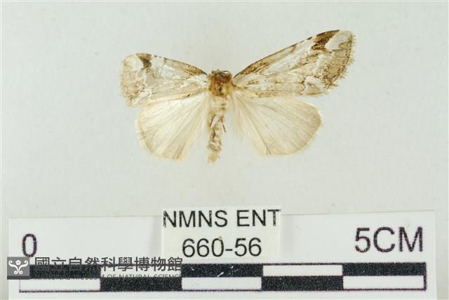 臺美波紋蛾藏品圖，第1張