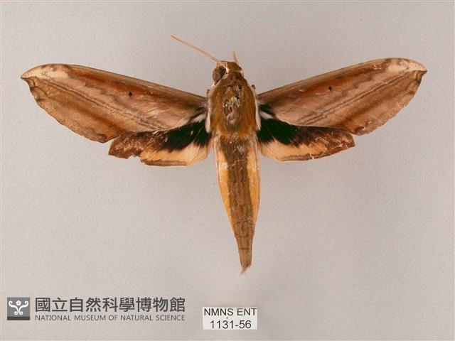 綠背斜紋天蛾藏品圖，第1張