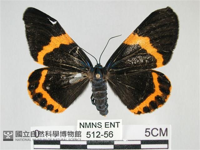 橙帶藍尺蛾藏品圖，第1張