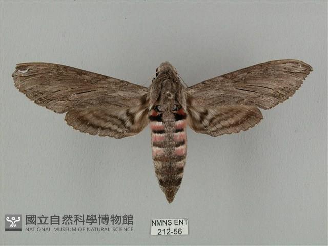 蝦殼天蛾藏品圖，第1張