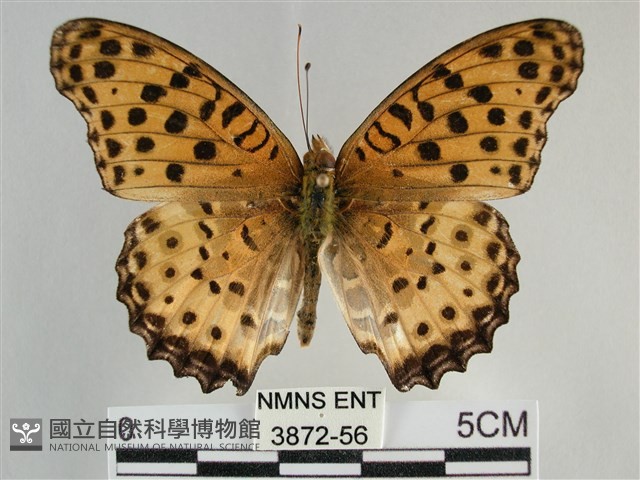 斐豹蛺蝶藏品圖，第1張