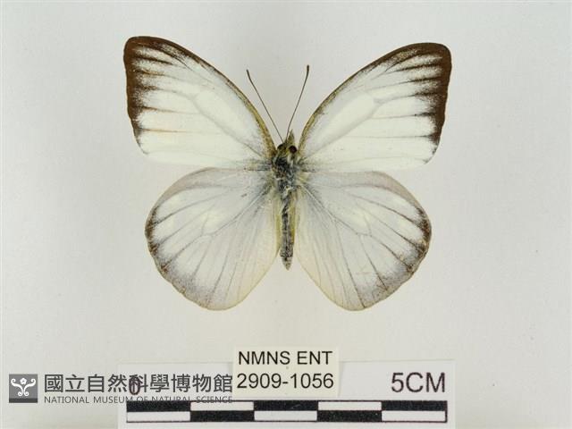 淡褐脈粉蝶藏品圖，第1張