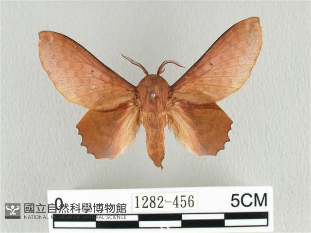 臺灣枯葉蛾藏品圖，第1張