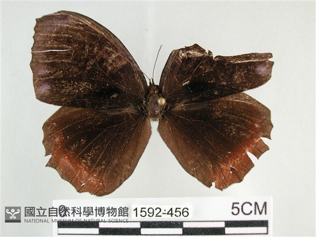 藍紋鋸眼蝶藏品圖，第1張
