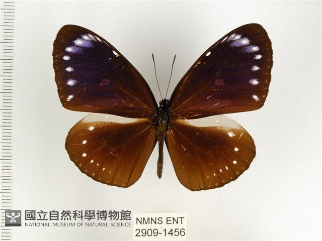 小紫斑蝶藏品圖，第1張