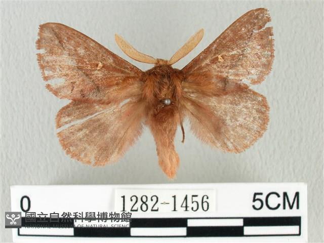 褐斜帶枯葉蛾藏品圖，第1張