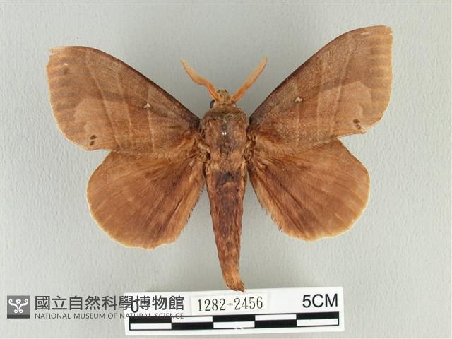 松大毛蟲藏品圖，第1張