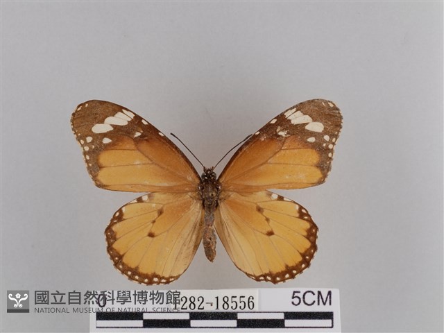 樺斑蝶藏品圖，第1張