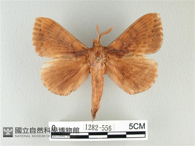 波紋枯葉蛾藏品圖，第1張