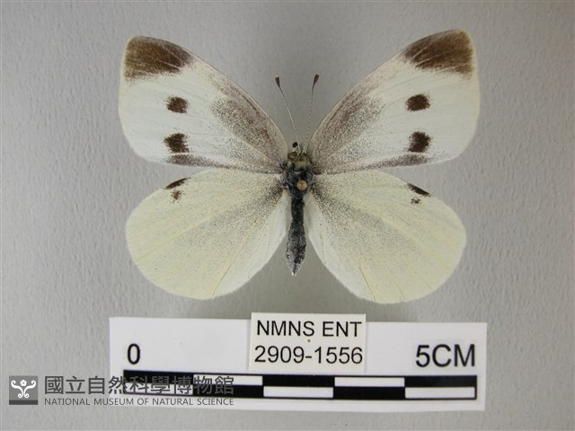 白粉蝶、紋白蝶藏品圖，第1張