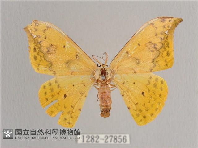 黃鉤蛾藏品圖，第1張