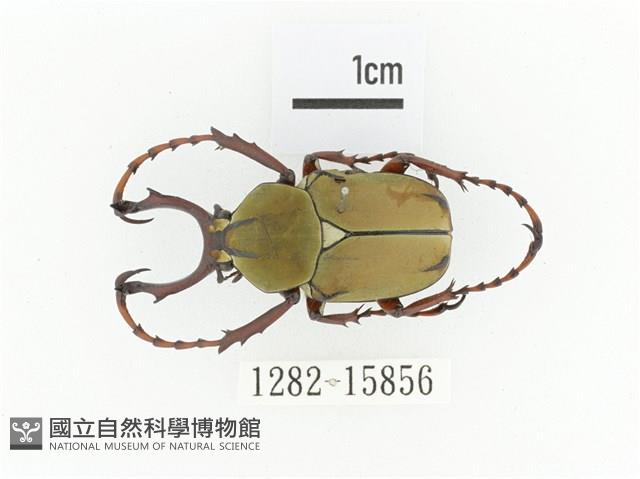 臺灣角金龜藏品圖，第1張