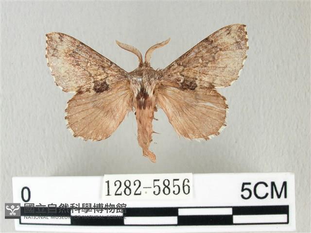 銀肩枯葉蛾藏品圖，第1張