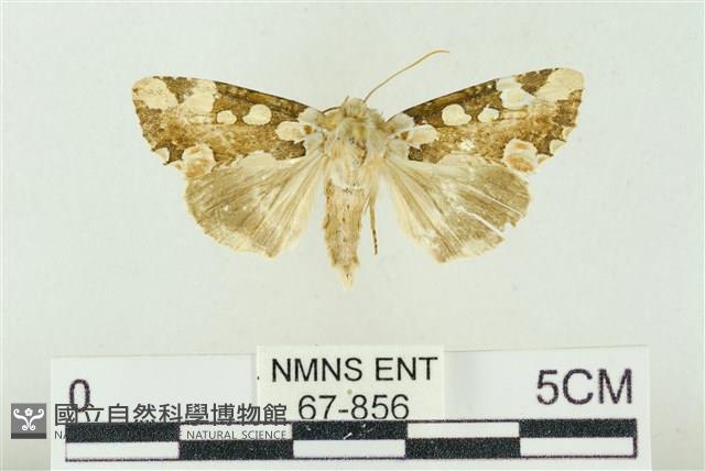 連珠波紋蛾藏品圖，第1張