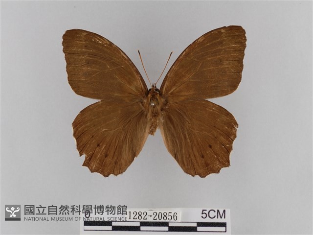 褐翅蔭眼蝶藏品圖，第1張