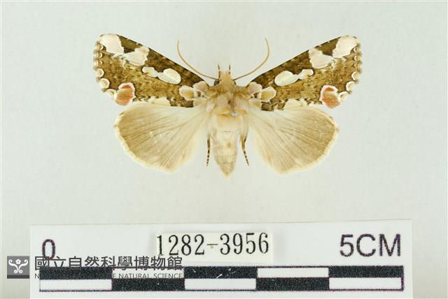 連珠波紋蛾藏品圖，第1張