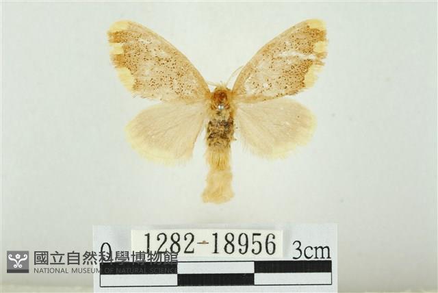 黑翅黃毒蛾藏品圖，第1張