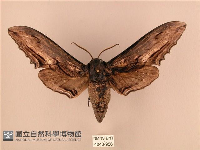 臺灣鋸翅天蛾藏品圖，第1張