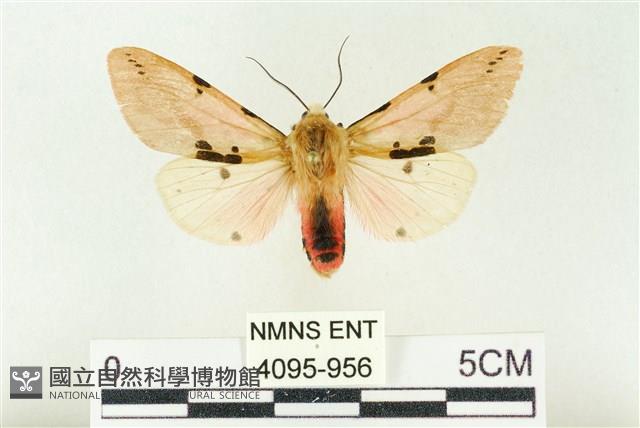 棍棒污燈蛾藏品圖，第1張