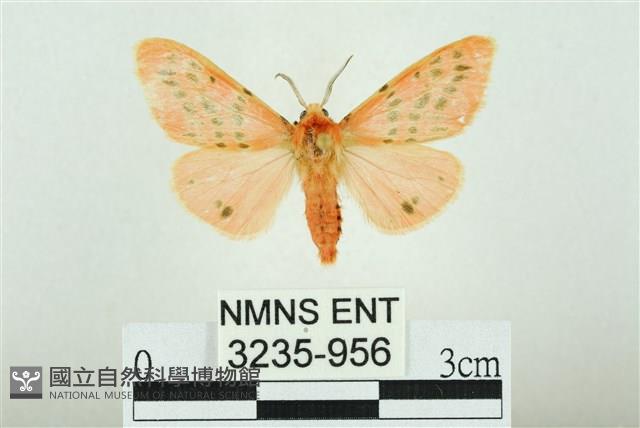 三條橙燈蛾藏品圖，第1張