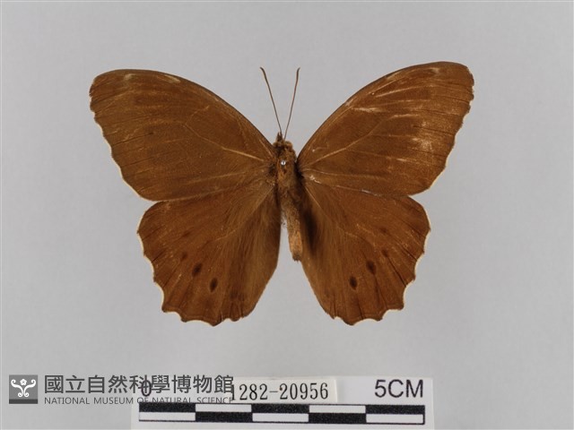 褐翅蔭眼蝶藏品圖，第1張