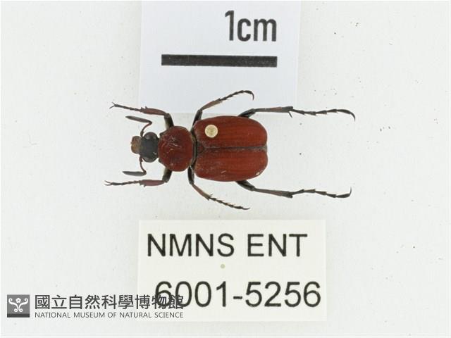 血紅虎斑花金龜藏品圖，第1張