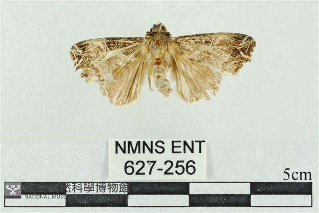 粉紅帶散紋夜蛾藏品圖，第1張