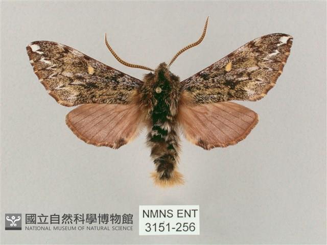 井上氏絨毛天蛾藏品圖，第1張