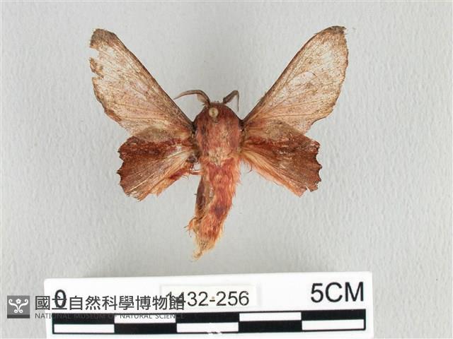 臺灣枯葉蛾藏品圖，第1張