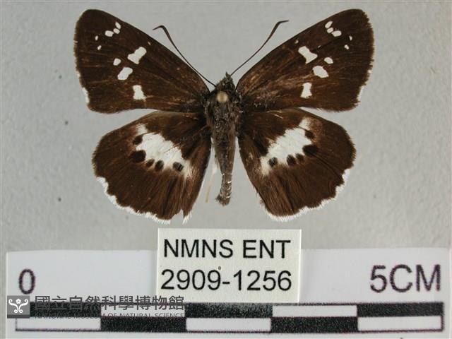 玉帶弄蝶藏品圖，第1張