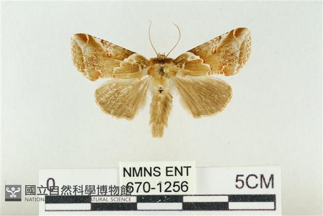 寬帶波紋蛾藏品圖，第1張