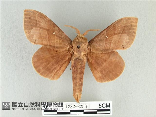 松大毛蟲藏品圖，第1張