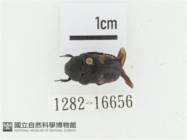 偽橫斑黑花金龜藏品圖，第1張