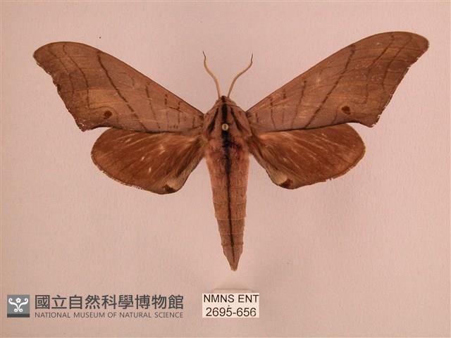 直翅六點天蛾藏品圖，第1張