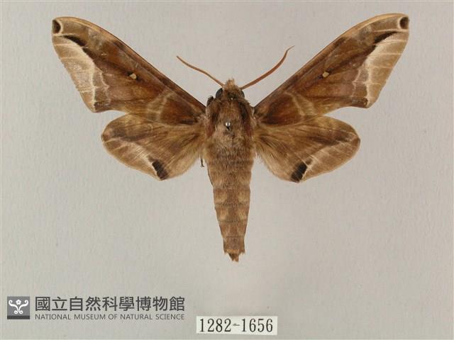 白點天蛾 藏品圖，第1張