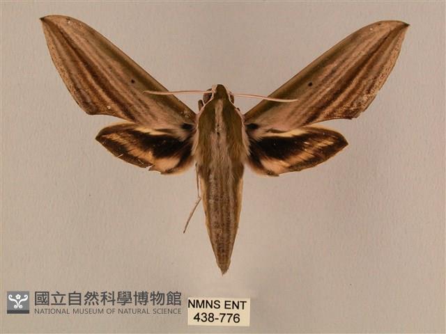 棕綠背線天蛾藏品圖，第1張