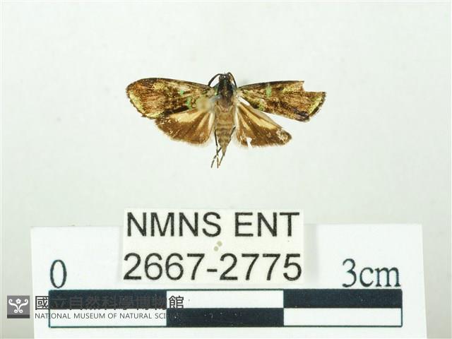 叉紋閃舞蛾藏品圖，第1張