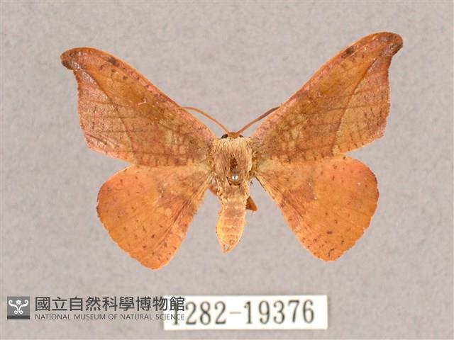 銀端帶鉤蛾藏品圖，第1張