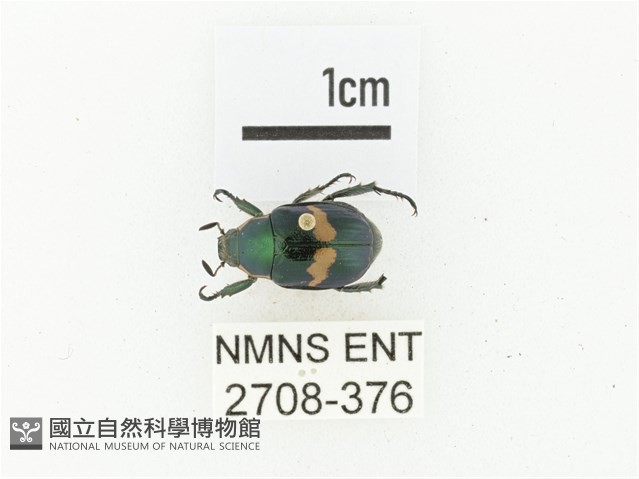 橫紋青銅金龜藏品圖，第1張