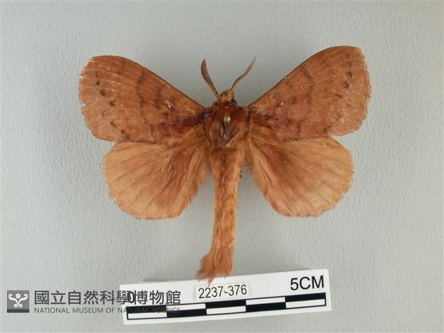 波紋枯葉蛾藏品圖，第1張