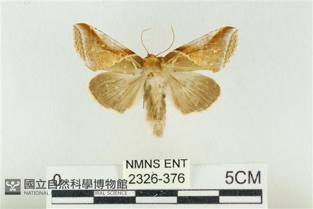 印華波紋蛾藏品圖，第1張