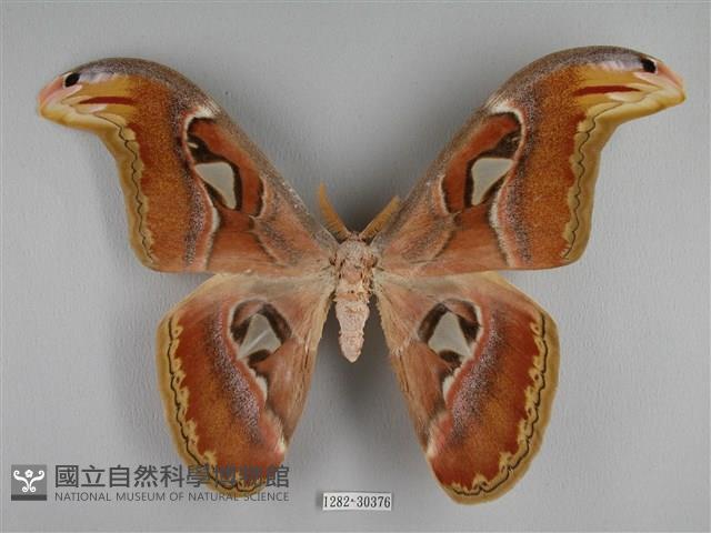 皇蛾藏品圖，第1張