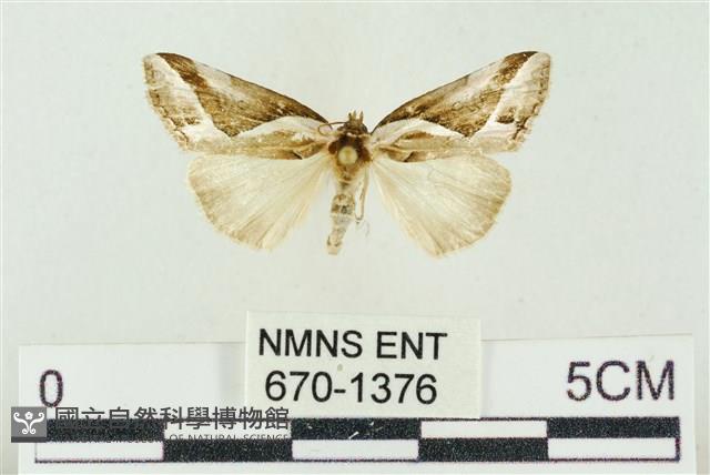 素木氏美波紋蛾藏品圖，第1張