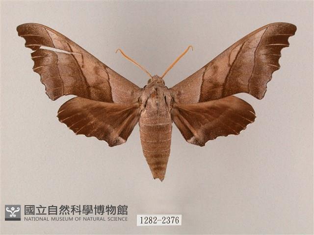 齒翅三線天蛾藏品圖，第1張